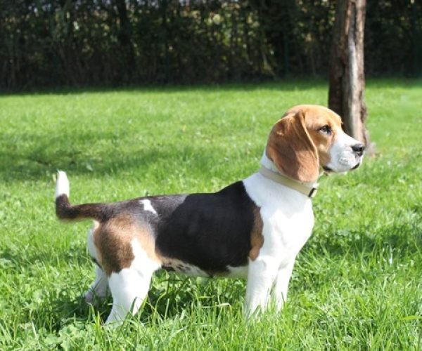 Victoire du clos du bonheur