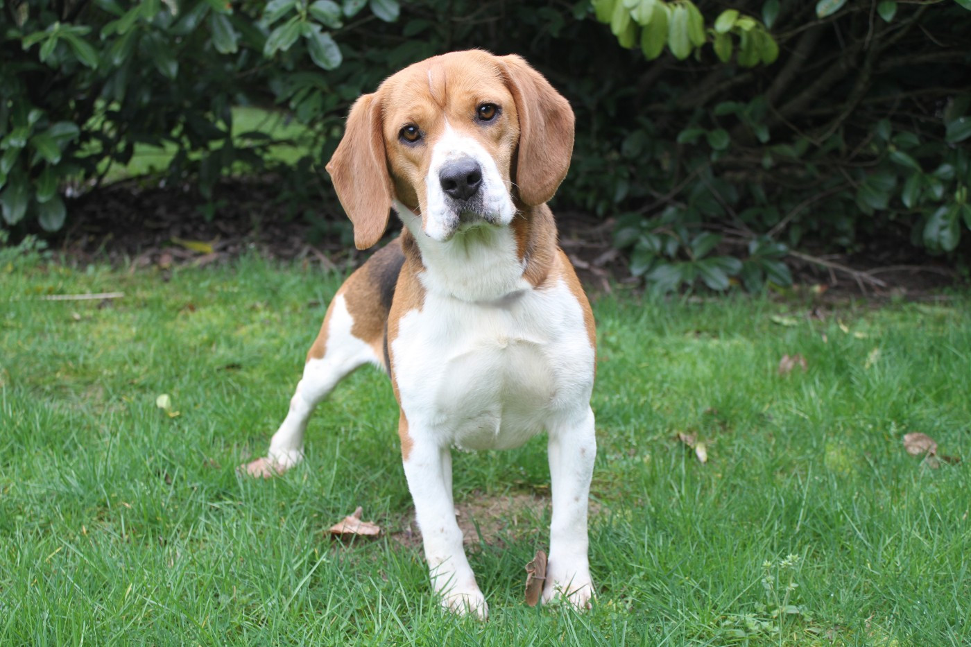 Téa Des petites brosses