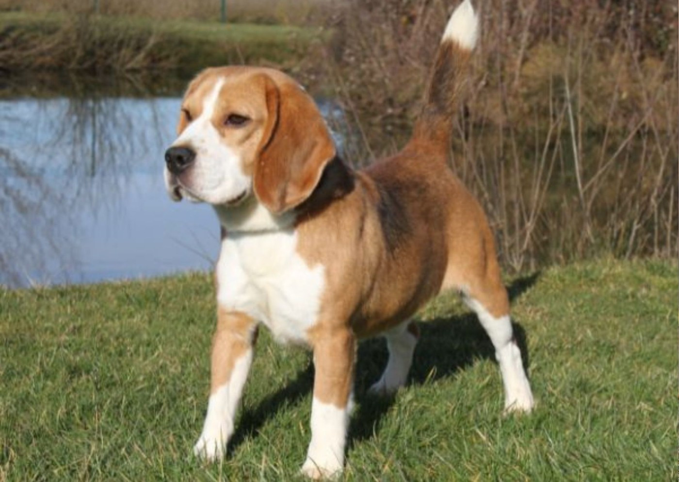 Pumba de la Ciudad Encantada