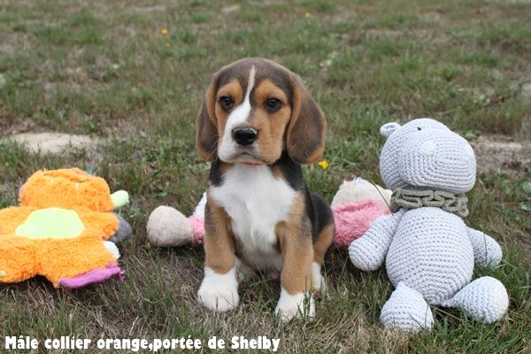 du clos du bonheur - Chiots disponibles - Beagle