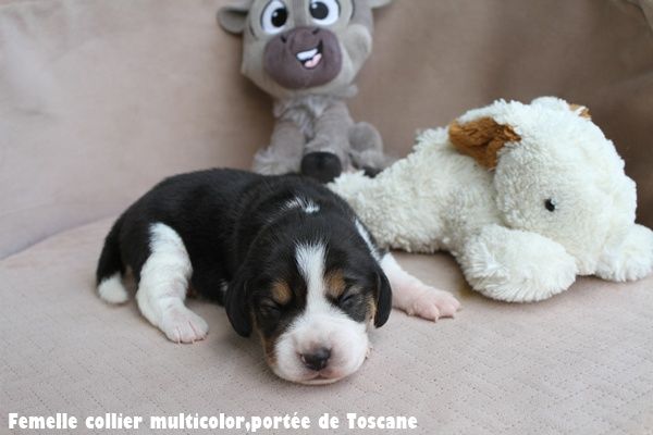 du clos du bonheur - Chiots disponibles - Beagle