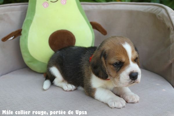 du clos du bonheur - Chiots disponibles - Beagle