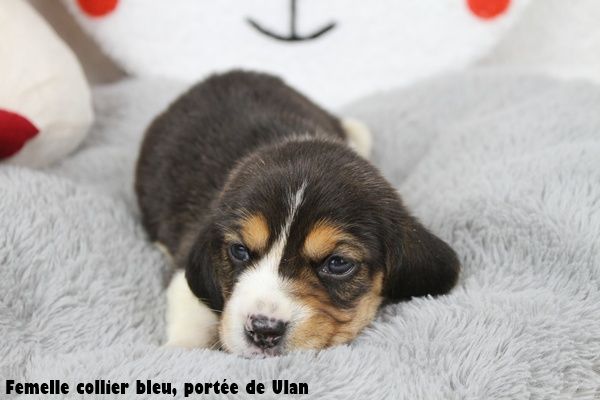 du clos du bonheur - Chiots disponibles - Beagle