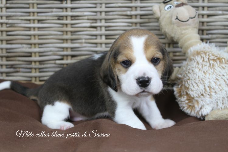 du clos du bonheur - Chiots disponibles - Beagle
