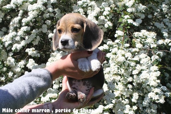 du clos du bonheur - Chiots disponibles - Beagle