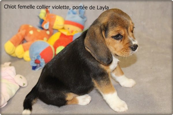 Chiot Beagle du clos du bonheur