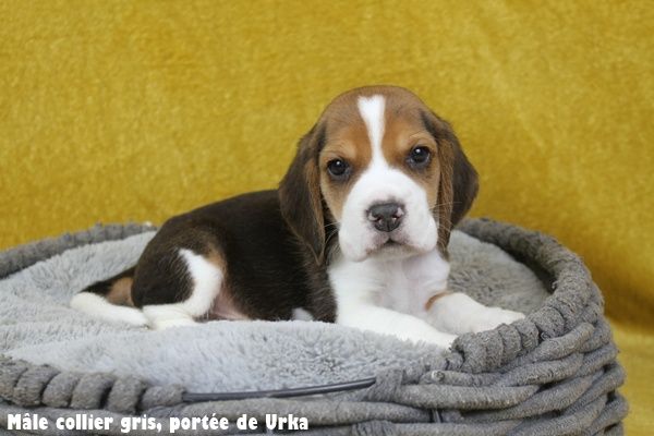 du clos du bonheur - Beagle - Portée née le 21/04/2025