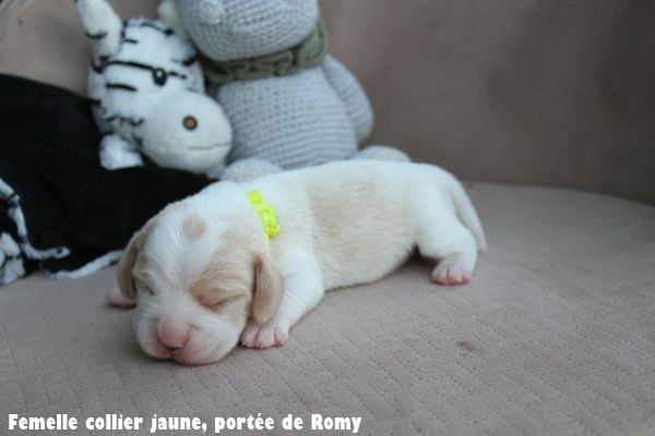du clos du bonheur - Chiots disponibles - Beagle