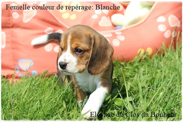 Chiot Beagle du clos du bonheur