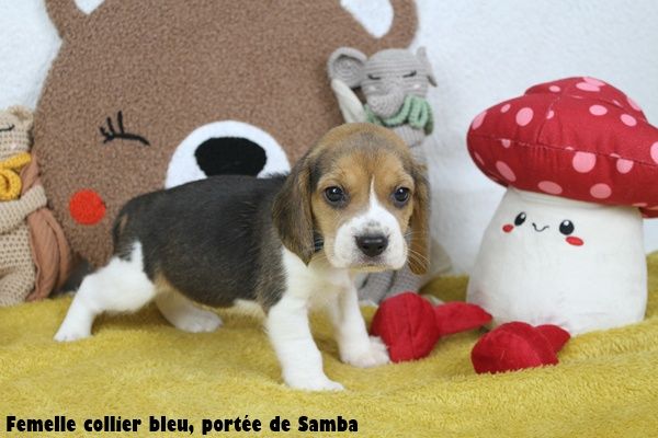 du clos du bonheur - Chiots disponibles - Beagle