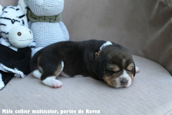 du clos du bonheur - Chiots disponibles - Beagle