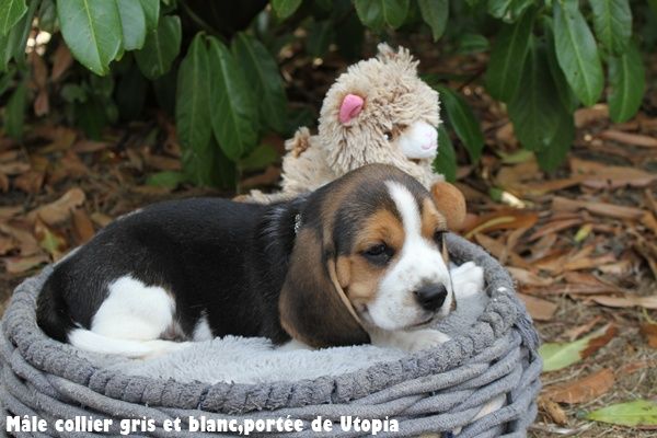 du clos du bonheur - Chiots disponibles - Beagle