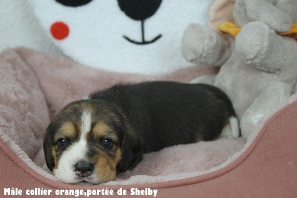 du clos du bonheur - Chiots disponibles - Beagle