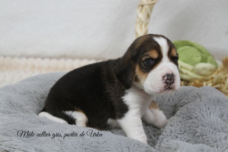du clos du bonheur - Chiots disponibles - Beagle