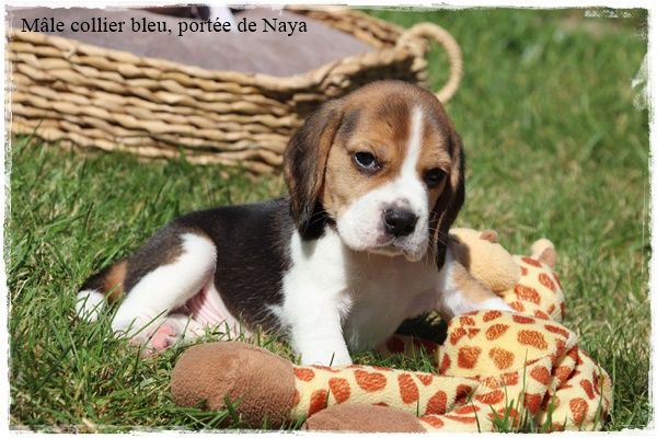 Chiot Beagle du clos du bonheur