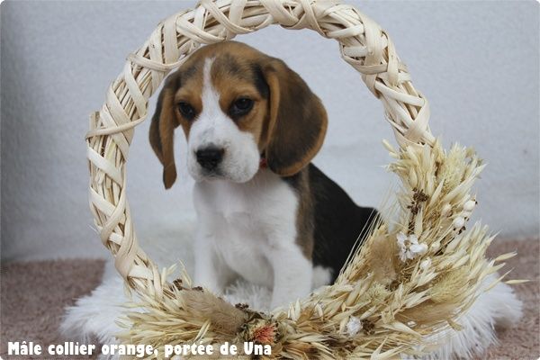 du clos du bonheur - Chiots disponibles - Beagle