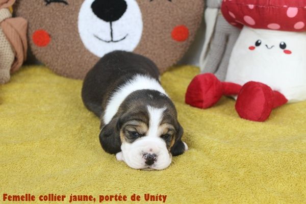 du clos du bonheur - Chiots disponibles - Beagle