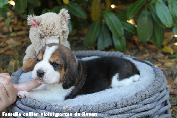 du clos du bonheur - Chiots disponibles - Beagle