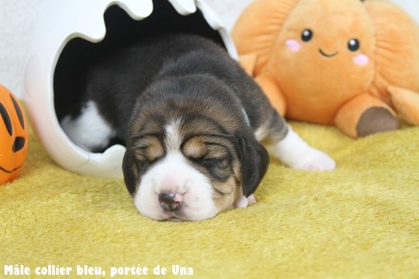 du clos du bonheur - Chiots disponibles - Beagle