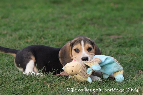 Chiot Beagle du clos du bonheur