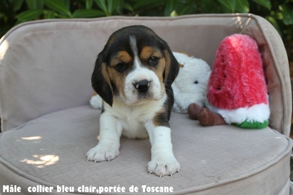du clos du bonheur - Chiots disponibles - Beagle