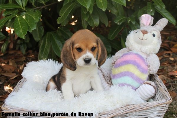 du clos du bonheur - Chiots disponibles - Beagle