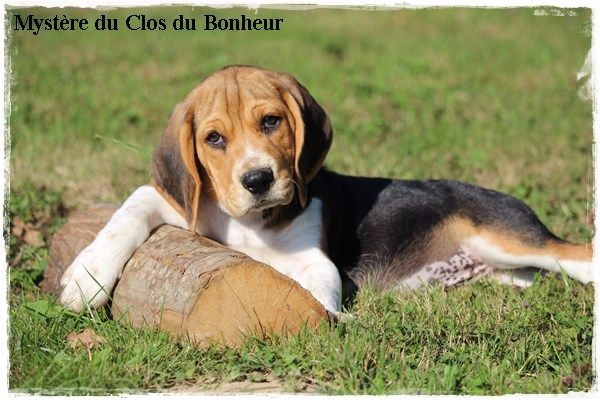 Chiot Beagle du clos du bonheur