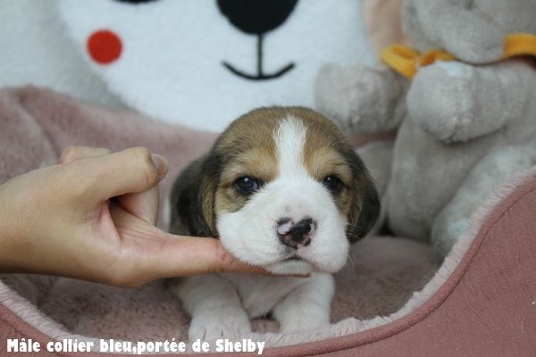 du clos du bonheur - Chiots disponibles - Beagle