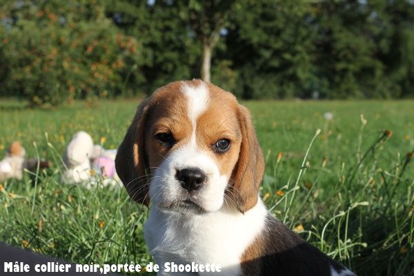 du clos du bonheur - Beagle - Portée née le 21/07/2025