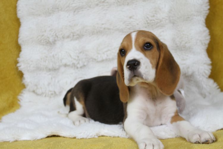 du clos du bonheur - Chiots disponibles - Beagle