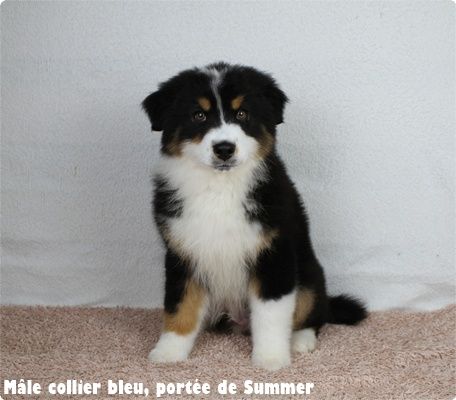 du clos du bonheur - Chiots disponibles - Berger Australien