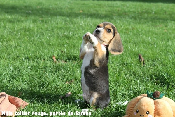 du clos du bonheur - Chiots disponibles - Beagle