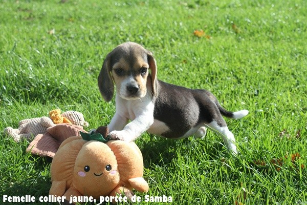 du clos du bonheur - Chiots disponibles - Beagle