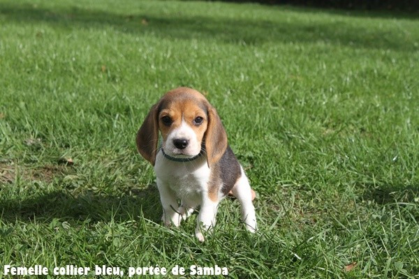 du clos du bonheur - Chiots disponibles - Beagle