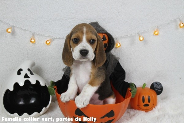 du clos du bonheur - Chiots disponibles - Beagle