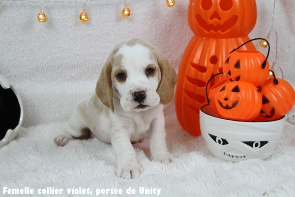 du clos du bonheur - Chiots disponibles - Beagle