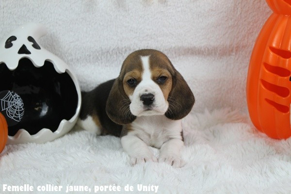 du clos du bonheur - Chiots disponibles - Beagle