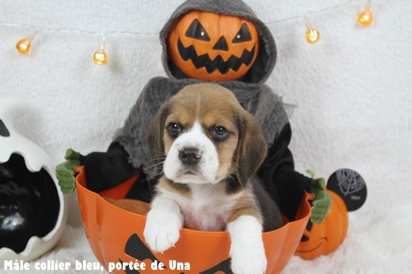 du clos du bonheur - Chiots disponibles - Beagle