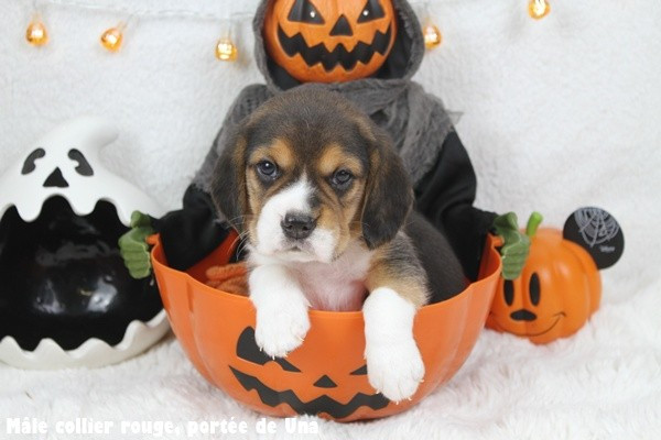 du clos du bonheur - Chiots disponibles - Beagle