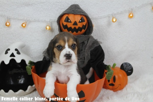 du clos du bonheur - Chiots disponibles - Beagle