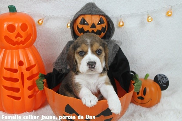 du clos du bonheur - Chiots disponibles - Beagle