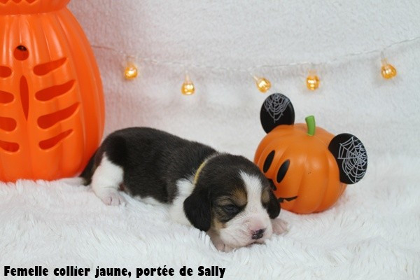 du clos du bonheur - Chiots disponibles - Beagle