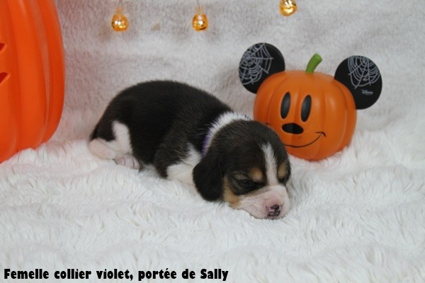 du clos du bonheur - Chiots disponibles - Beagle