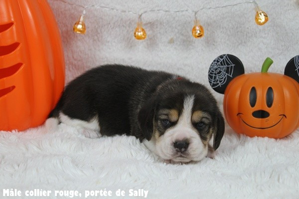 du clos du bonheur - Chiots disponibles - Beagle