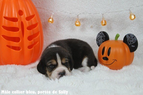 du clos du bonheur - Chiots disponibles - Beagle