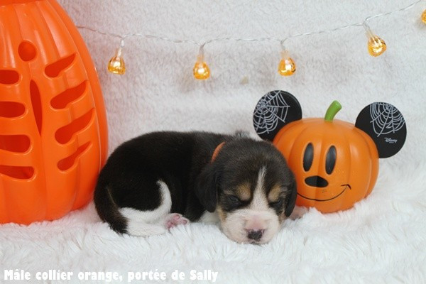 du clos du bonheur - Chiots disponibles - Beagle
