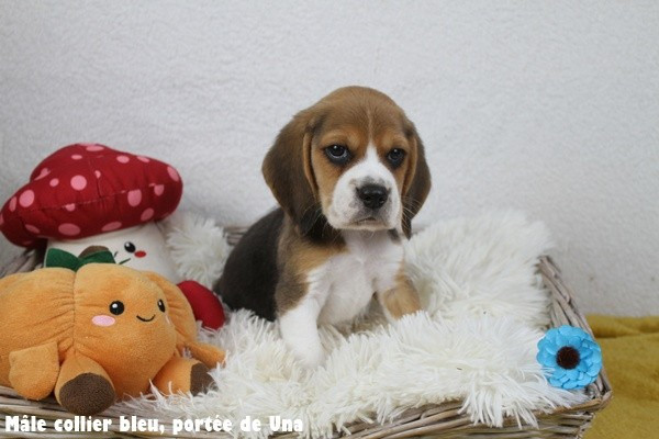 du clos du bonheur - Chiots disponibles - Beagle