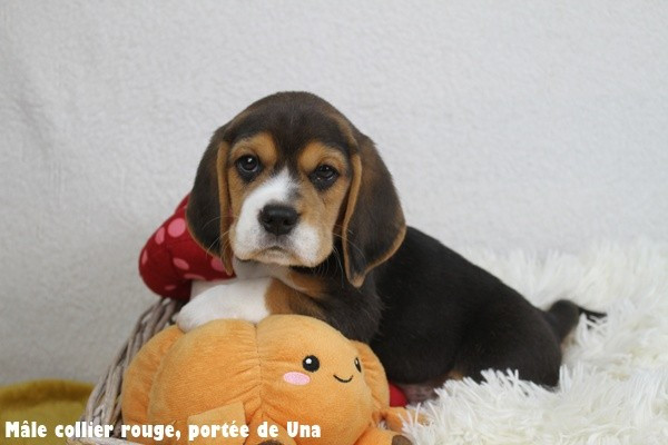 du clos du bonheur - Chiots disponibles - Beagle