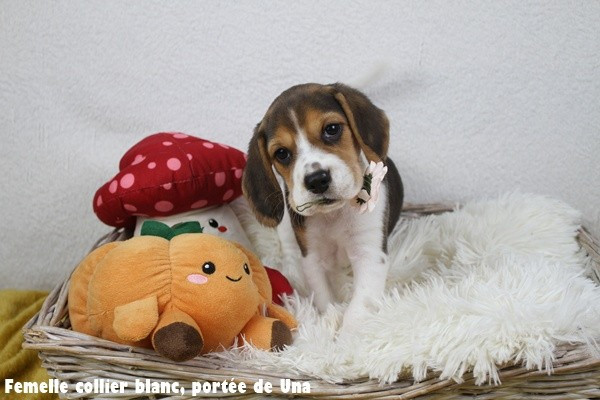 du clos du bonheur - Chiots disponibles - Beagle
