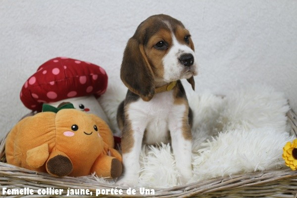 du clos du bonheur - Chiots disponibles - Beagle